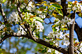 Flowering Japanese pear (Pyrus pyrifolia Hosui, sand pear tree, Asia pear), fruit blossom