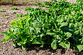 Klebriger Salbei (Salvia glutinosa, Gelber Salbe, Kleb-Salbei) im Kräuterbeet im Garten