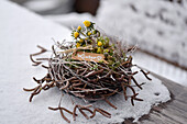 Birch twig nest with winter aconites (Eranthis) on snow