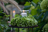 Lantern on a wreath of green hydrangeas in the garden