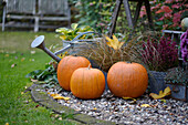 Kürbisse und Ziergräser auf Kiesbeet im herbstlichen Garten