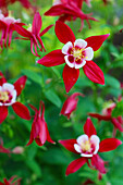 Akelei (Aquilegia) 'Crimson Star', rote sternförmige Blüten im Beet