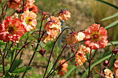 Carnation root Mai Tai (Geum)