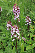 Purple Orchid (Orchis purpurea), portrait