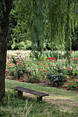 Bench under weeping willow with view of herbaceous border