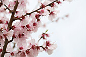 Branches of almond blossom (Prunus dulcis), portrait