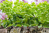 Korsischer Nieswurz (Helleborus niger), Christrosen, grün blühend im Beet