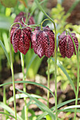 Schachbrettblume (Fritillaria meleagris) blühend im Garten