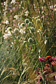 Agavenblättrige Mannstreu (Eryngium agavifolium), Edeldistel in der Wiese, Portrait