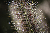 Dunkles Lampenputzergras (Pennisetum alopecuroides var. viridescens) mit Wassertropfen, Portrait