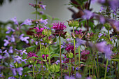 Sibirische Katzenminze (Nepeta sibirica), violette Goldnessel (Monarda, 'Blaustrumpf') im Beet