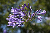 Blaue Schmucklilie (Agapanthus africanus), Blütenportrait