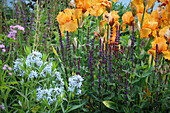 Steppen-Salbei (Salvia nemorosa), Schwertlilie (Iris Germanica) und Blausternbusch (Amsonia salicifolia) im Sommerbeet