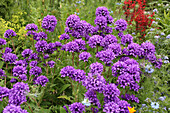 Purple-flowering campanula (Campanula glomerata) in the border