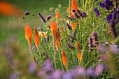 Fackellilie (Kniphofia) 'St.Gallen', Eisenkraut (Verbena bonariensis), Duftnessel (Agastache rugosa)