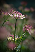 Astrantia 'Roma' (Astrantia major), flower portrait