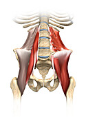 Frontal hip muscles, illustration