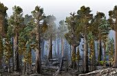 Sequoia forest after a medium intensity fire, illustration