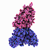 SARS-CoV-2 spike protein complex, molecular model