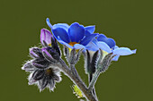 Field forget-me-not (Myosotis arvensis) flowers