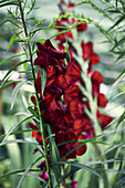 Dunkelrote Gladiole (Gladiolus) im Sommergarten