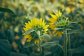 Field of sunflowers (Helianthus Annuus) in summer