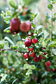 Ripe red gooseberries (Ribes uva-crispa) on a shrub with water droplets in the garden