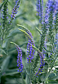 Long-leaved speedwell (Veronica longifolia) in the flowering garden