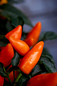 Orange chili peppers on the vine