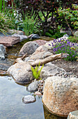 Naturteich mit Lavendel (Lavandula) und Farnen zwischen Steinen im Garten