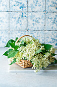 Fresh elderflowers in basket