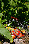 Frisch geerntete Tomaten im Drahtkorb