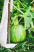 Zucchinis in the garden bed