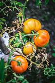 Tomato plant with ripe tomatoes on the bush