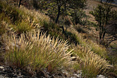 Seed heads of diamond grass (Achnatherum calamagrostis) against the light in Valais, Switzerland