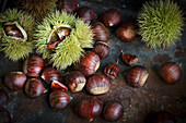 Edelkastanien (Castanea sativa) mit stachliger Schale und ohne auf dunklem Untergrund