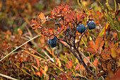 Rauschbeere (Vaccinium galtherioides), Heidelbeere, in Herbstfärbung, Wallis, Schweiz