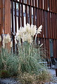 Pflanzung mit Pampasgras (Cortaderia selloana) vor moderner Fassade im Herbst