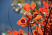 Leuchtend rote Blätter des Perückenstrauchs (Cotinus coggyria) im Herbst