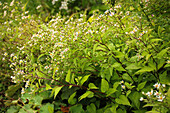 Waldaster (Aster divaricatus) im sommerlichen Garten