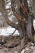 Stamm einer alten Lärche (Larix decidua) im winterlichen Schnee