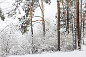 Snow-covered forest with Scots pine (Pinus sylvestris) in winter