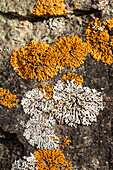 Close-up of orange and white lichen on a rock