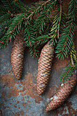 Zapfen der Rottanne (Picea abies) mit Nadeln auf rostigem Metallhintergrund