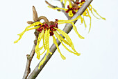 Blossoms of witch hazel (Hamamelis x intermedia) against a white background