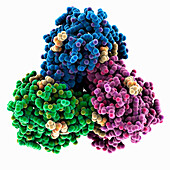 Heme A synthase trimer, molecular model