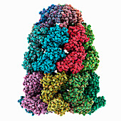 Chaperonin GroEL-GroES, molecular model