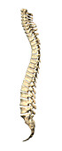 Spine, illustration