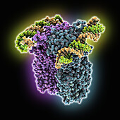 C. elegans SID1 complexed with dsRNA, molecular model