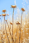 Thistles in Andalucia, Spain